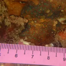 Superficial Coral, photo 4