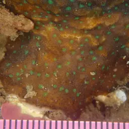 Superficial Coral, photo 5