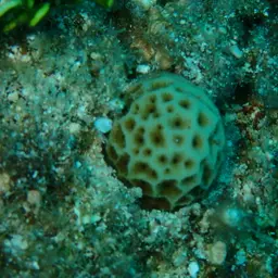 Superficial Coral, photo 6