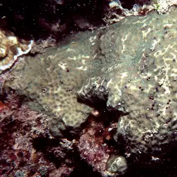 Superficial Coral, photo 7