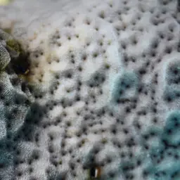 Superficial Coral, photo 8