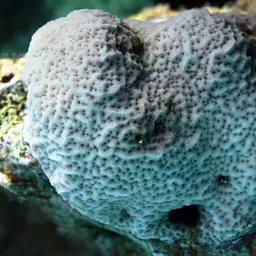 Superficial Coral, photo 9