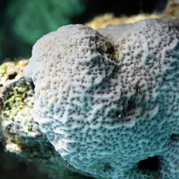 Superficial Coral, photo 10