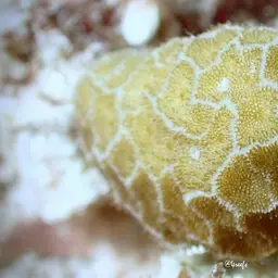 Superficial Coral, photo 11