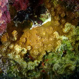 Superficial Coral, photo 12