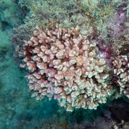 Stellar Coral, photo 2