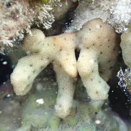 Stellar Coral, photo 3