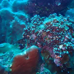 Stellar Coral, photo 4