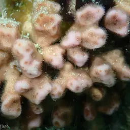 Stellar Coral, photo 5