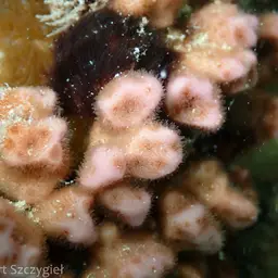 Stellar Coral, photo 6