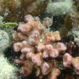 Stellar Coral, photo 7