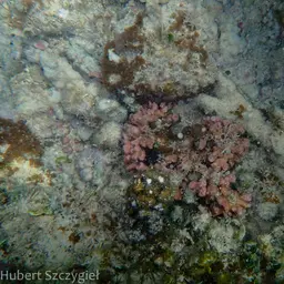 Stellar Coral, photo 8