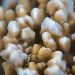Stellar Coral, photo 1