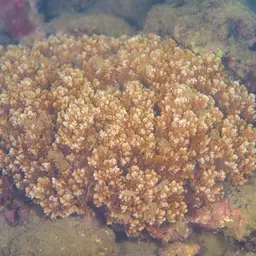 Stellar Coral, photo 9