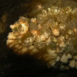 Stellar Coral, photo 10