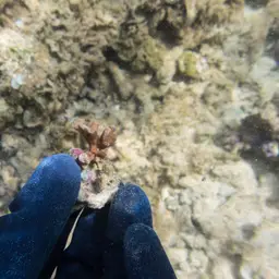 Stellar Coral, photo 11