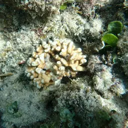 Stellar Coral, photo 12