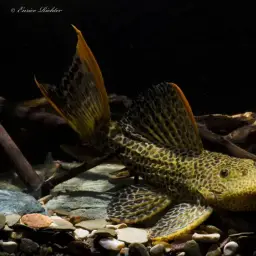 Leopardpleco, photo 1