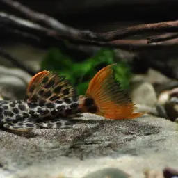 Leopardpleco, photo 2