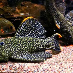 Leopardpleco, photo 3
