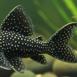 Leopard Pleco