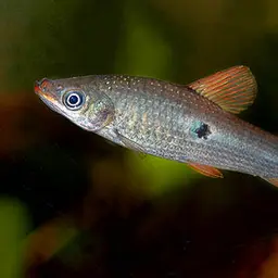 Three-spotted Anostomus, photo 1