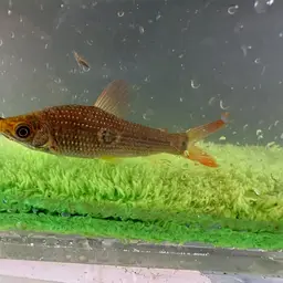 Three-spotted Anostomus, photo 2