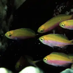 Bartlett's Anthias, photo 2