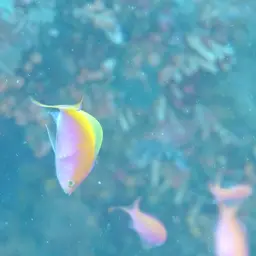 Bartlett's Anthias, photo 3