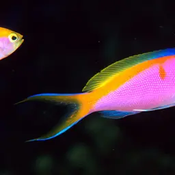Bartlett's Anthias