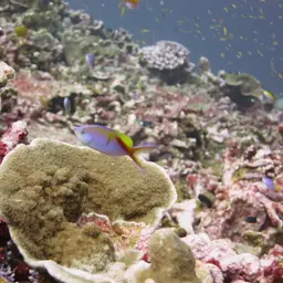 Bartlett's Anthias, photo 4