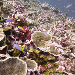Bartlett's Anthias, photo 5