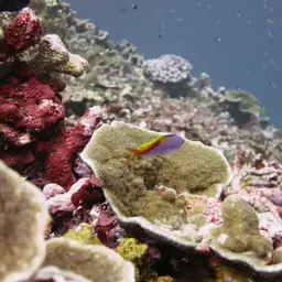 Bartlett's Anthias, photo 6