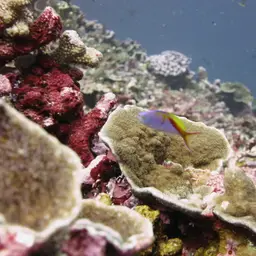 Bartlett's Anthias, photo 7