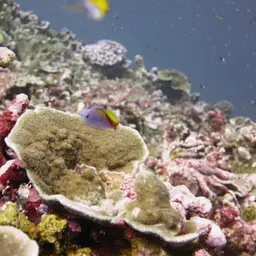 Bartlett's Anthias, photo 8