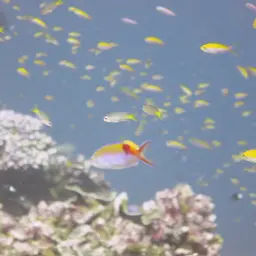 Bartlett's Anthias, photo 9