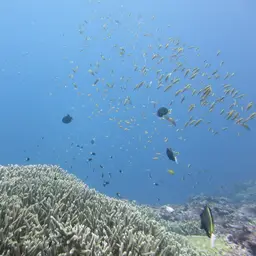 Bartlett's Anthias, photo 10