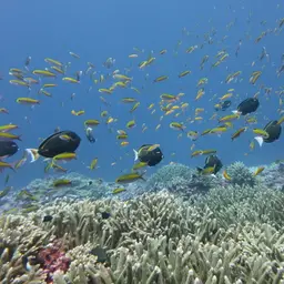 Bartlett's Anthias, photo 11