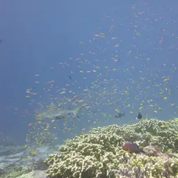 Bartlett's Anthias, photo 12