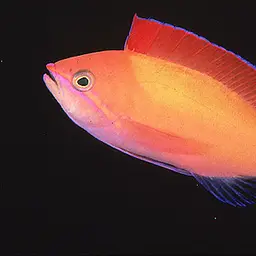 Peach Fairy Basslet