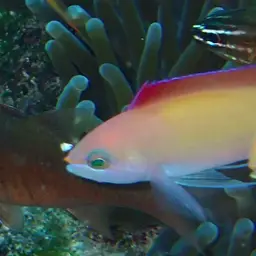 Peach Fairy Basslet, photo 6
