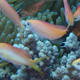 Peach Fairy Basslet, photo 7