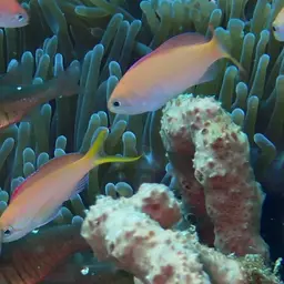 Peach Fairy Basslet, photo 8