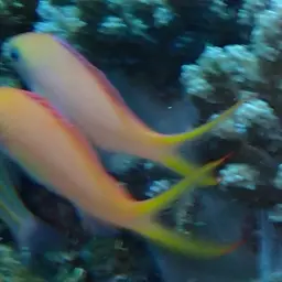 Peach Fairy Basslet, photo 9