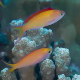 Peach Fairy Basslet, photo 10