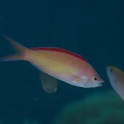 Peach Fairy Basslet, photo 11