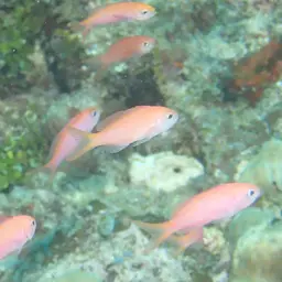 Peach Fairy Basslet, photo 12
