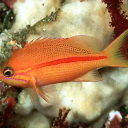 One-stripe Anthias, photo 1