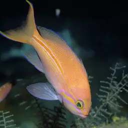 One-stripe Anthias, photo 2