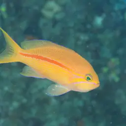 One-stripe Anthias, photo 3